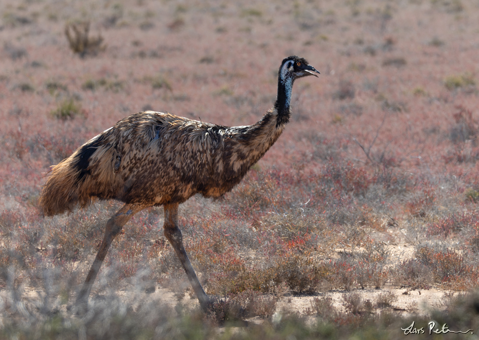 Emu