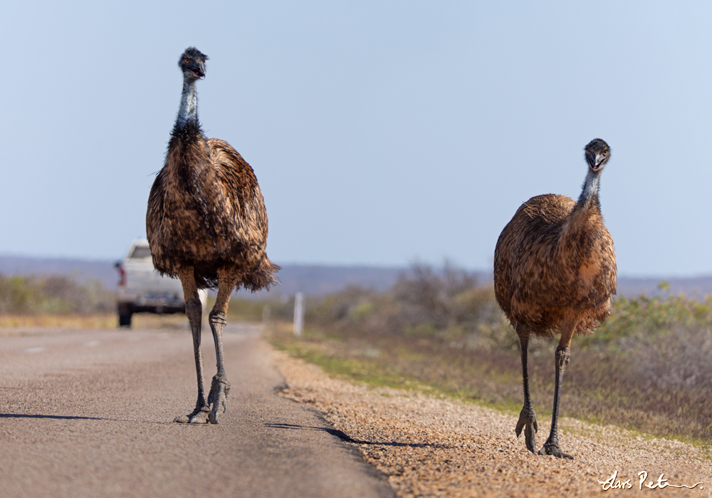 Emu