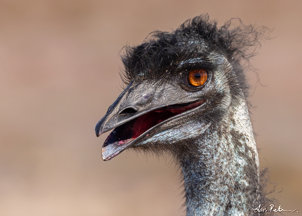 Emu