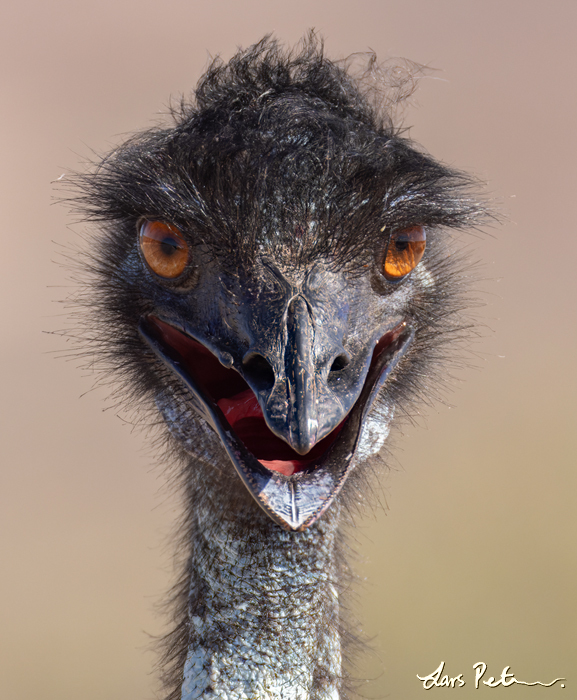 Emu