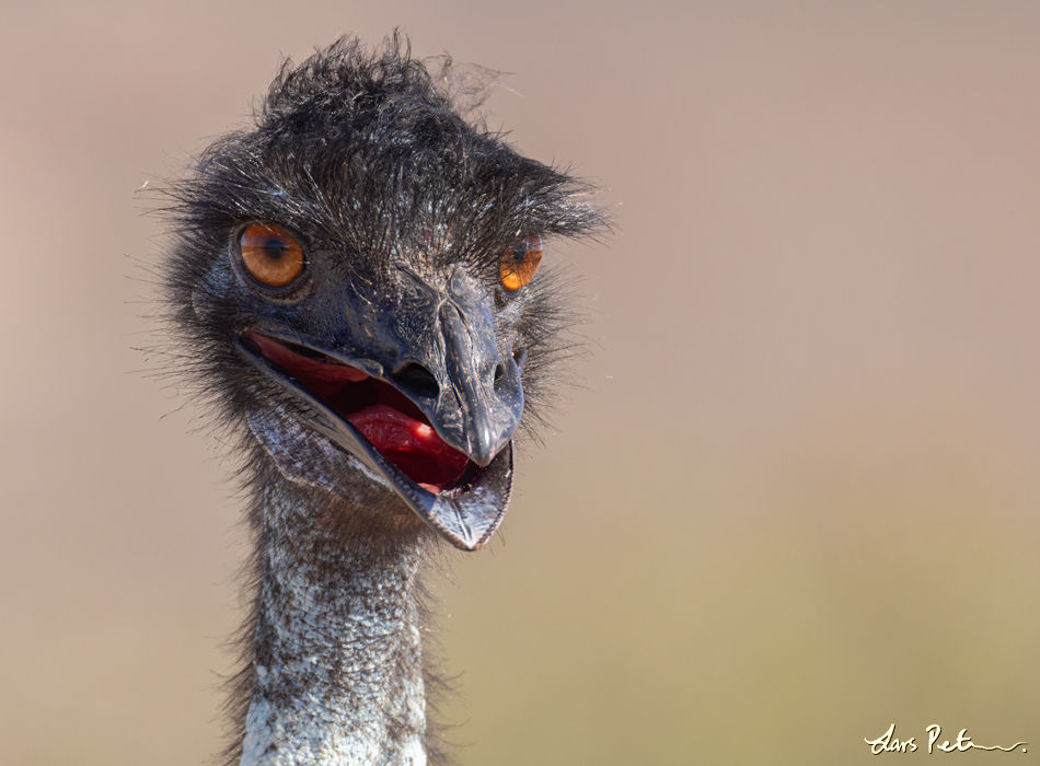 Emu