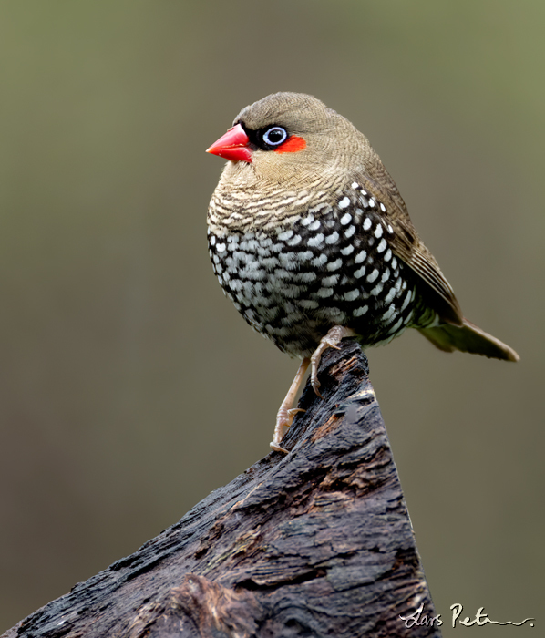 Red-eared Firetail