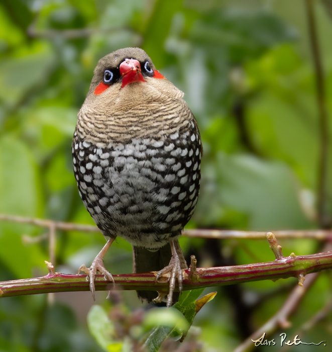 Red-eared Firetail