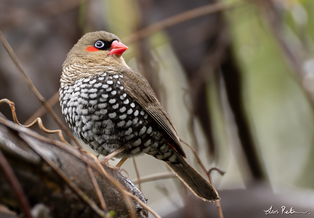 Red-eared Firetail