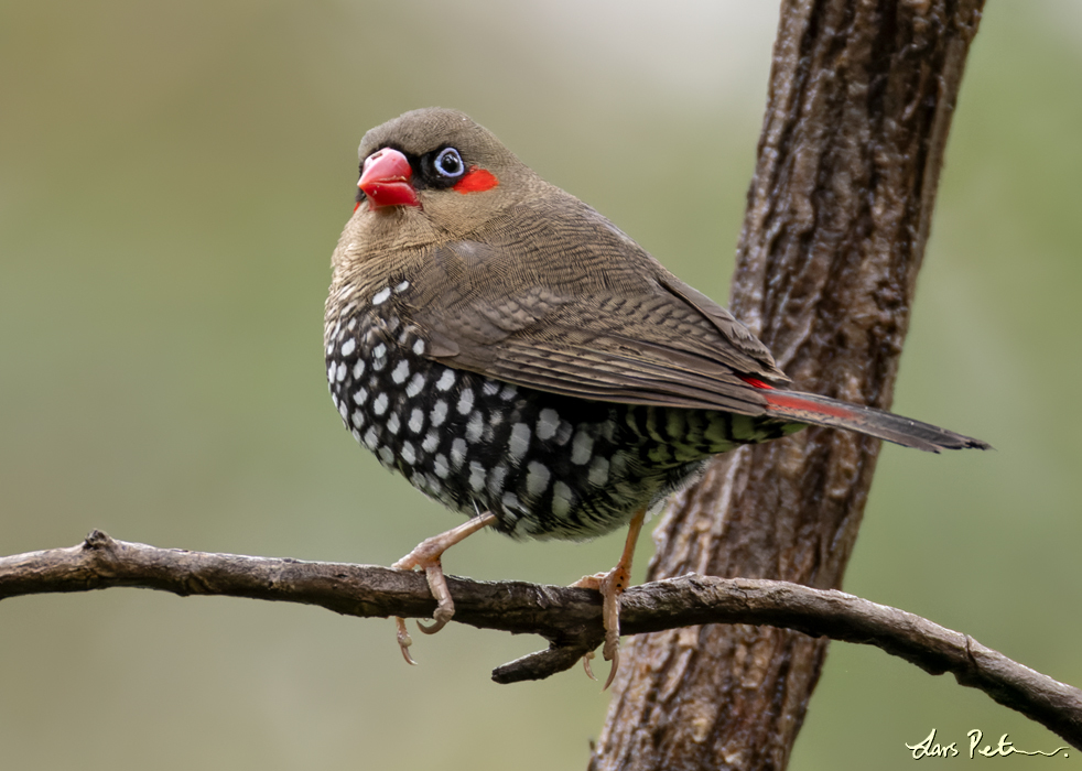 Red-eared Firetail