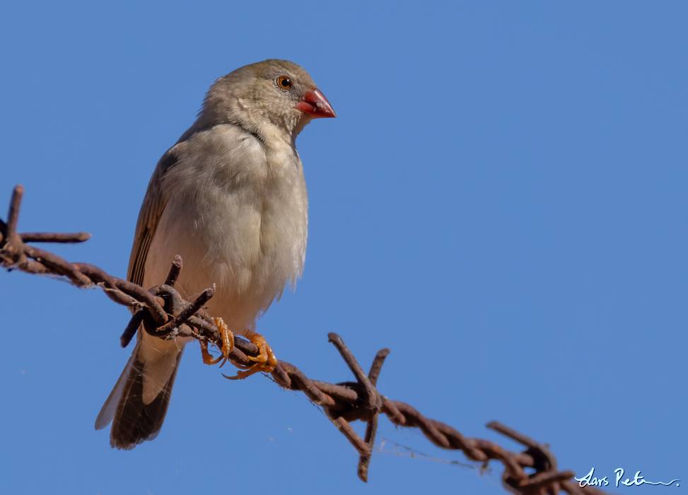 Star Finch