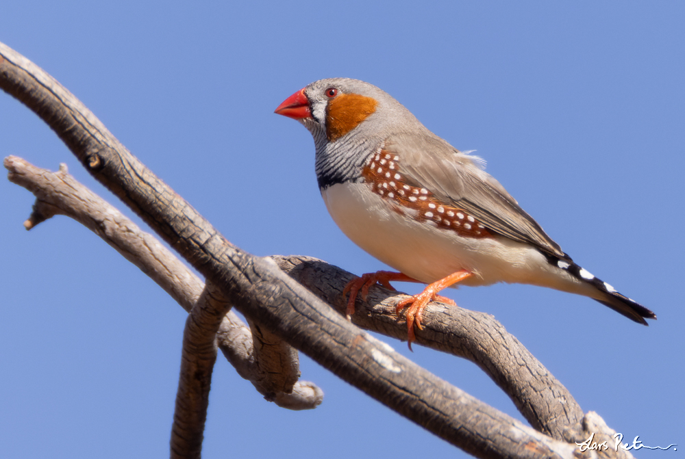 Australian Zebra Finch