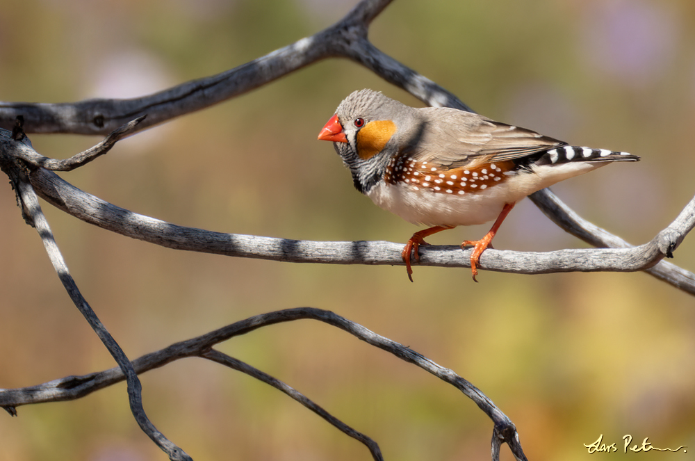 Australian Zebra Finch