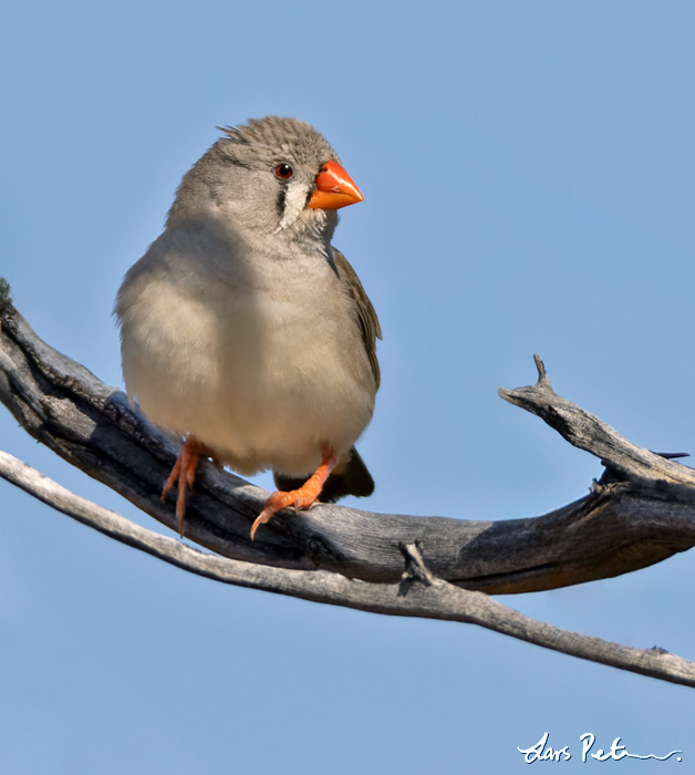 Australian Zebra Finch