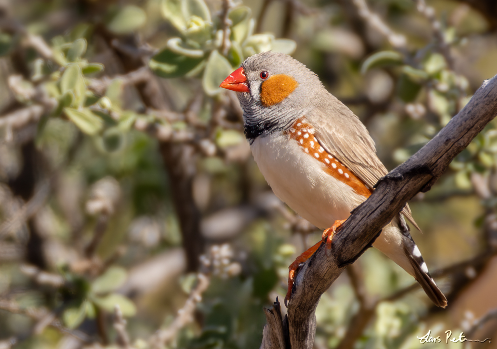 Australian Zebra Finch