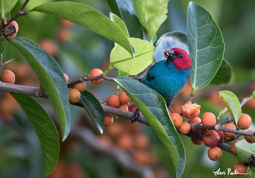 Red-headed Parrotfinch