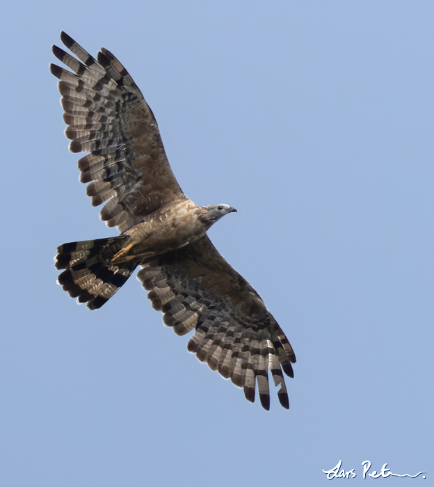 Crested Honey Buzzard