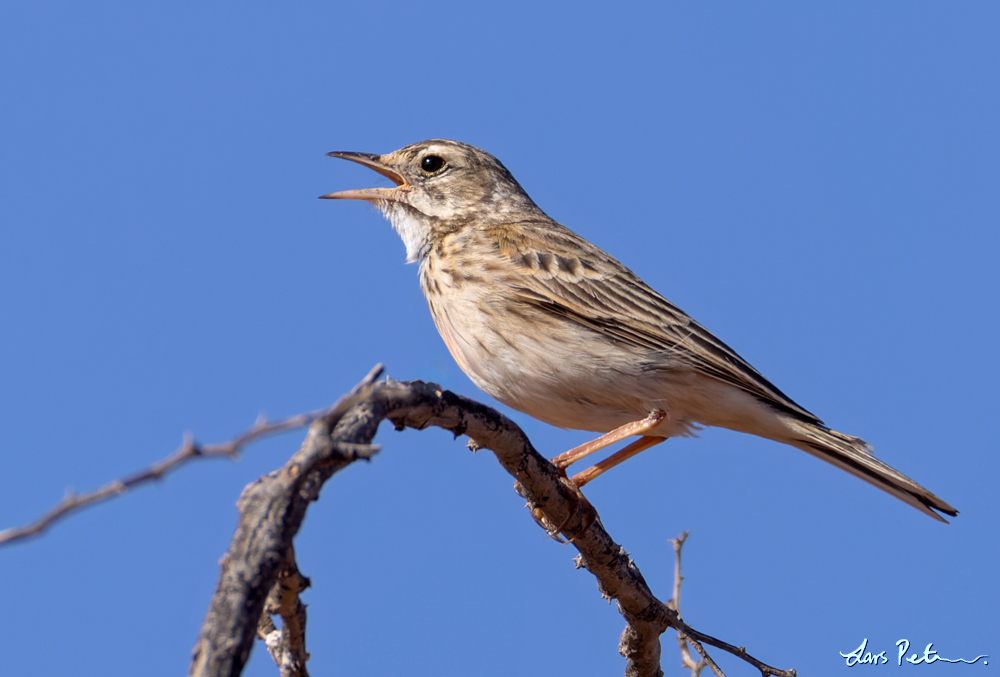 Australian Pipit