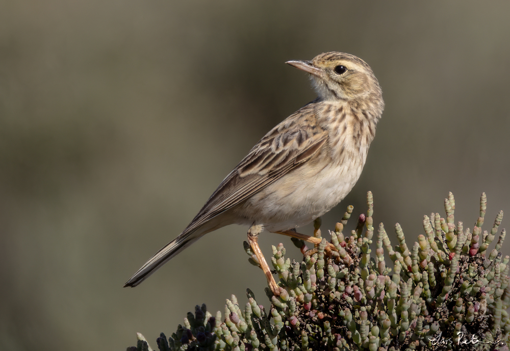 Australian Pipit