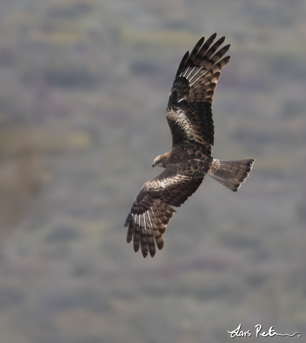 Square-tailed Kite