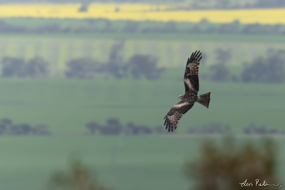 Square-tailed Kite