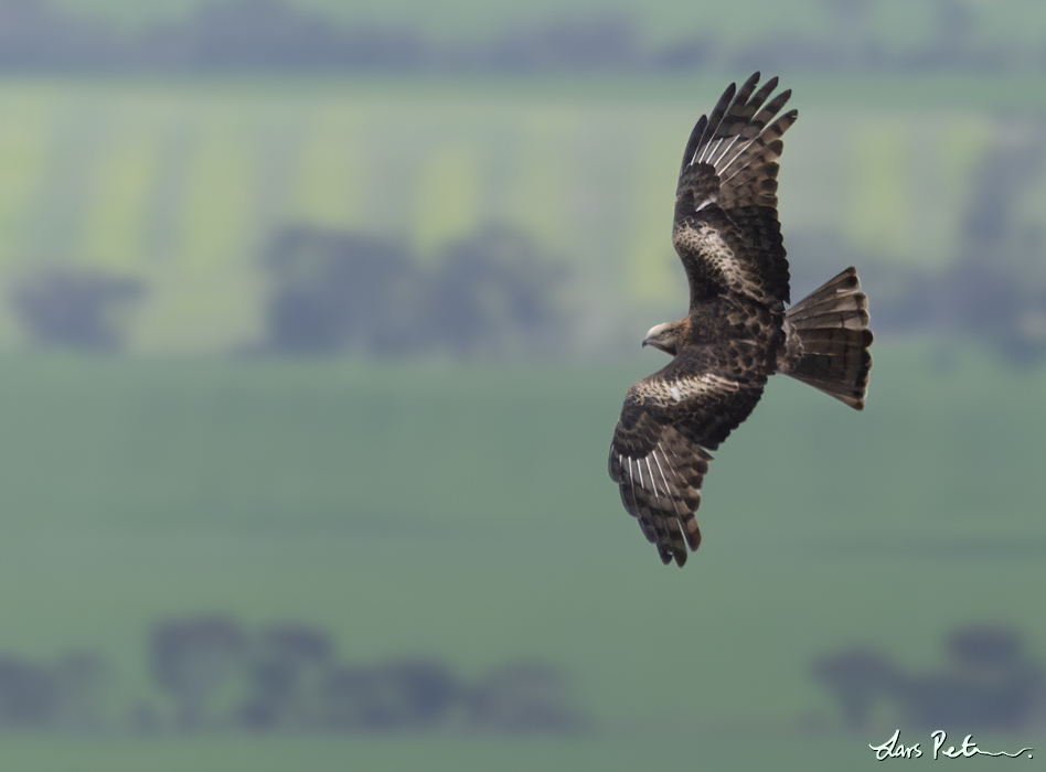 Square-tailed Kite