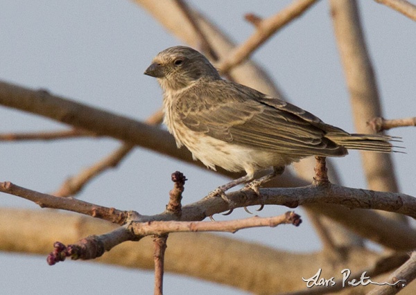 white rumped seedeater