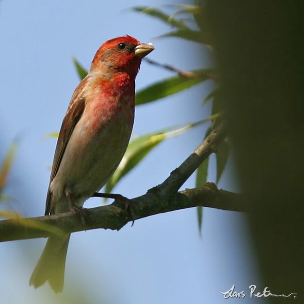 Common Rosefinch | Birds of Poland | Bird images from foreign trips ...