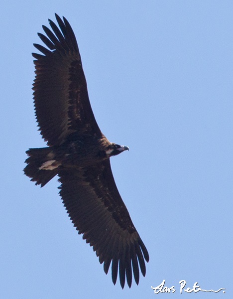 Cinereous Vulture | Caucasian Georgia | Bird images from foreign trips ...