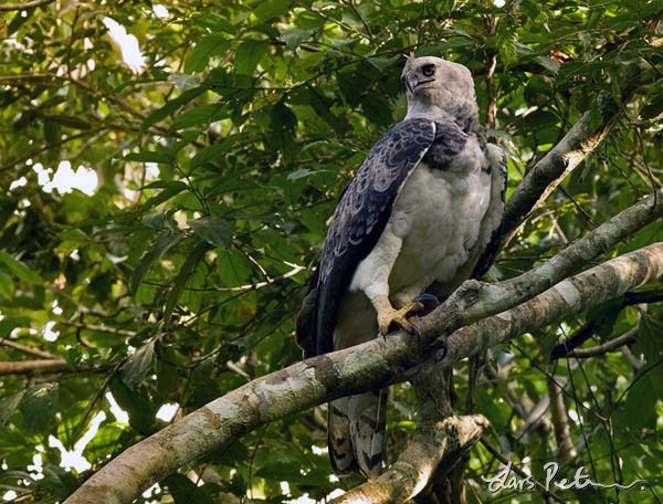 Harpy Eagle | Birds of Southern Peru | Bird images from foreign trips ...