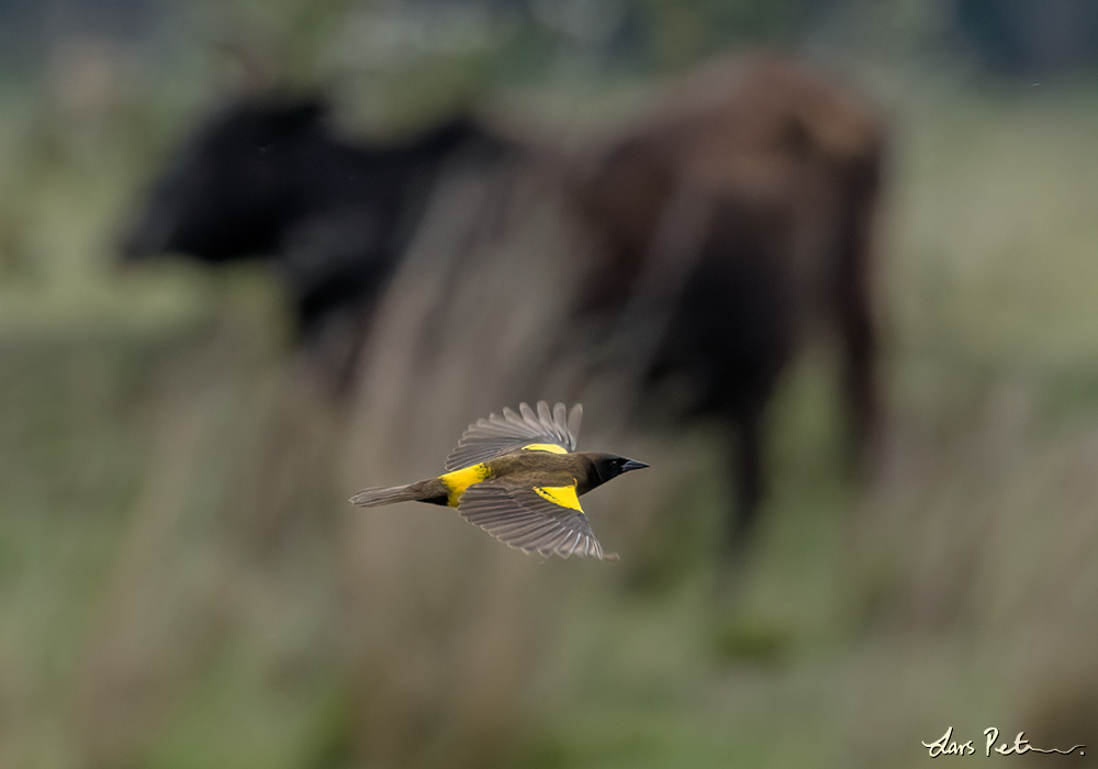 Yellow-rumped Marshbird