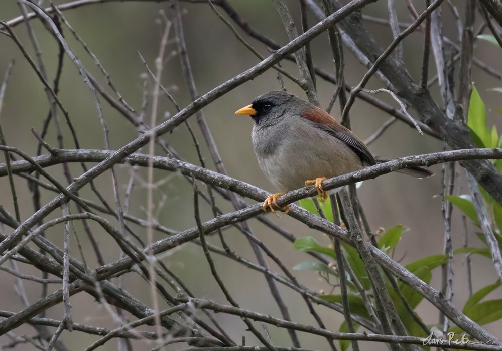 Rufous-backed Inca Finch