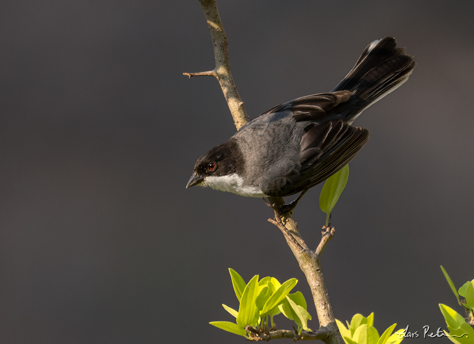 Black-capped Warbling Finch