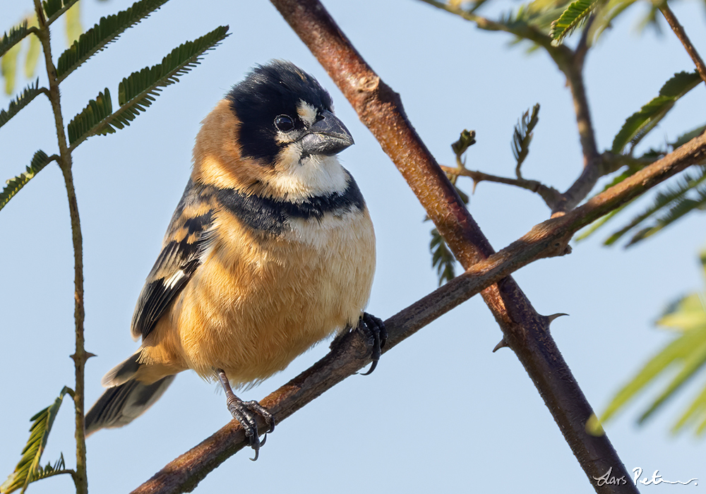 Rusty-collared Seedeater
