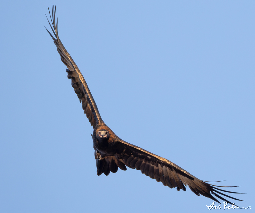 Wedge-tailed Eagle