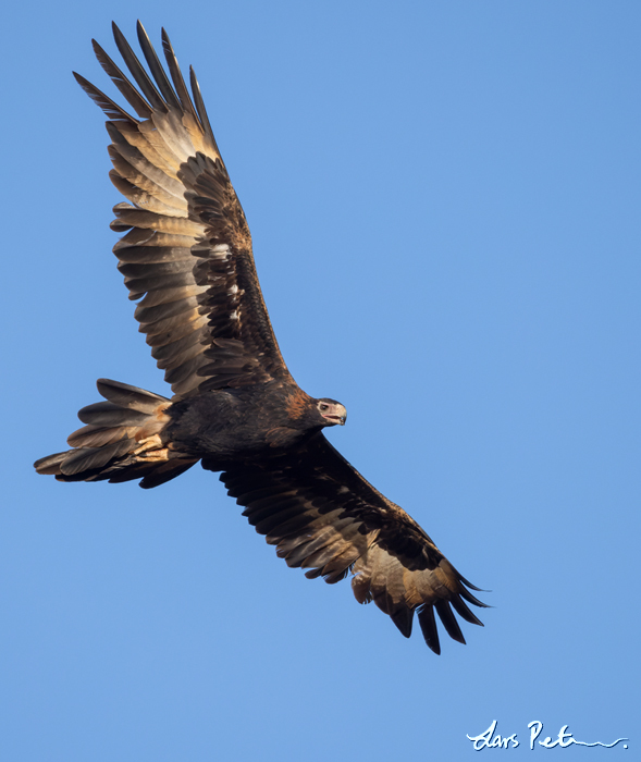 Wedge-tailed Eagle