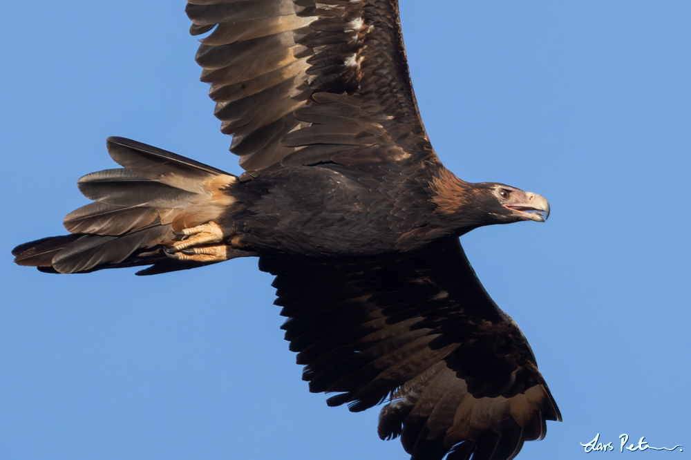 Wedge-tailed Eagle