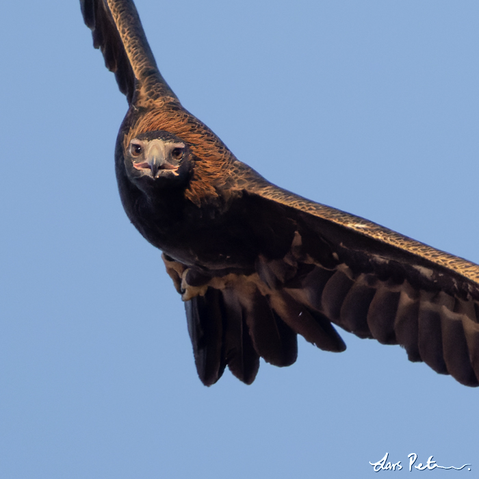 Wedge-tailed Eagle