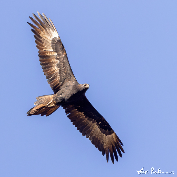 Wedge-tailed Eagle