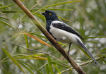 Magpie Tanager