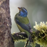 Moss-backed Tanager