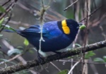 Yellow-scarfed Tanager