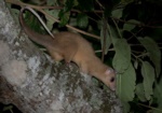 Central American Woolly Opossum