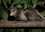 Common Opossum