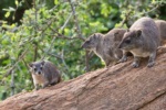 Yellow-spotted Hyrax