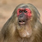 Stump-tailed Macaque