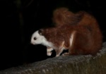 Red And White Giant Flying Squirrel