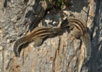 Five-striped Palm Squirrel