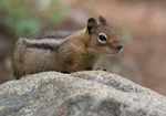 Cascade Golden-mantled Ground Squirrel