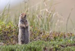 Arctic Ground Squirrel