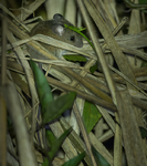 Black-footed Pygmy Rice Rat