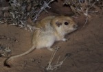 Fat Sand Rat