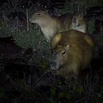 Greater Capybara