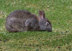 Andean Cottontail