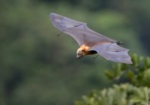 Samoan Flying Fox